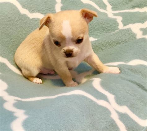 If you are unable to find your Chihuahua puppy in our Puppy for Sale or Dog for Sale sections, please consider looking thru. . Puppies for sale in salem oregon